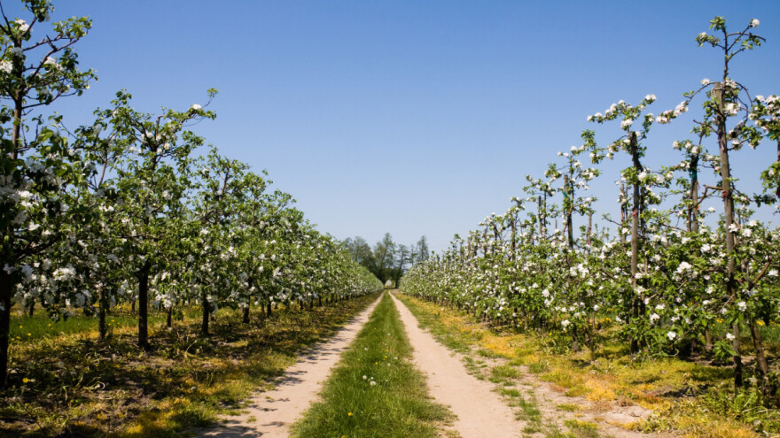 Stigla vlaga, ali i korovi u voćnjake i vinograde - kako ih suzbiti?