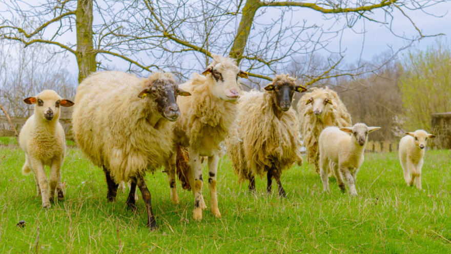 Čime i kako treba hraniti jagnjad u tovu