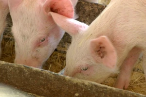 Prasići se ne goje? Naučnici kažu: Dajte im hranu s ukusom maline