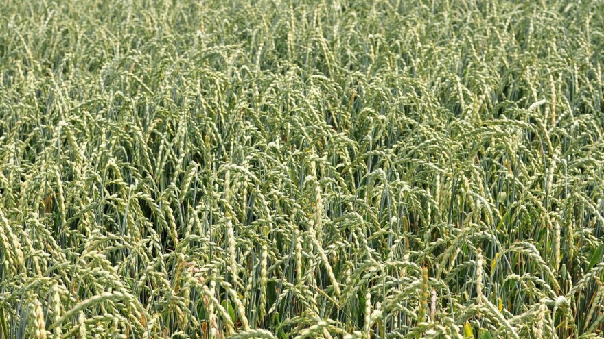 Kasnit će žetva pšenice, šta je s prinosima?