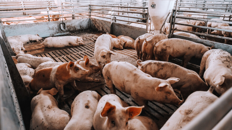 Kineska svinjogojska industrija se opire smanjenju stada - na tržištu i dalje viškovi
