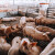 Zabeležena najviša cena tovnih svinja od kada se prate podaci