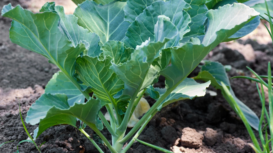 Raštika - uspijeva na "škrtom" tlu i u sušnim uvjetima