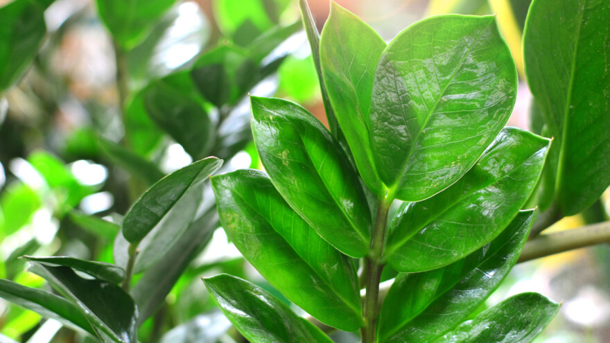 Zamija - jednostavna za uzgoj, otporna i elegantna