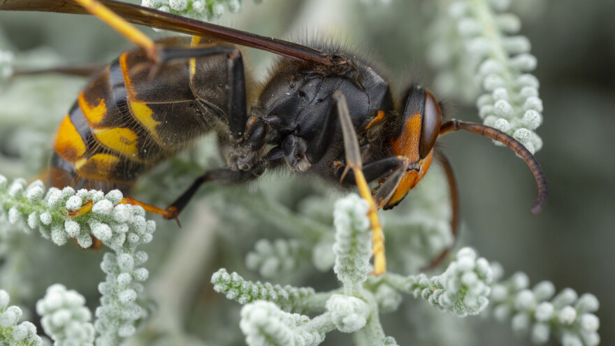 Na sud ide šest EU država - nisu spriječili širenje invazivnih vrsta