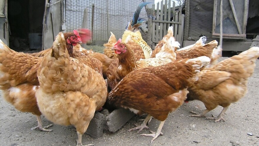 Obogatite ishranu živine belim lukom, nevenom i kantarionom