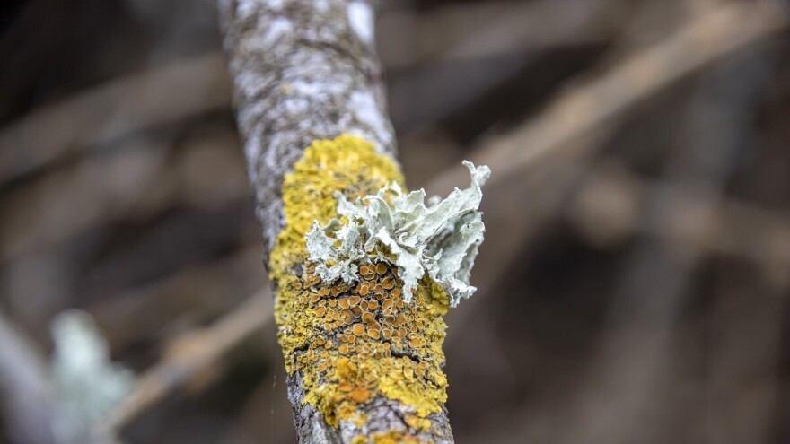 Uklonite mahovinu sa voćaka sodom, pepelom, rendanim sapunom
