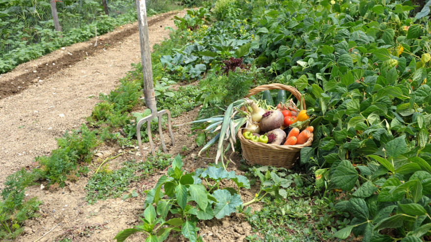 Vrt u avgustu: Mjesec berbe, ali i sjetve, njege i radova