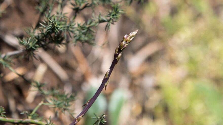 Šparoga - blago u šipražju divljeg poljodjelstva