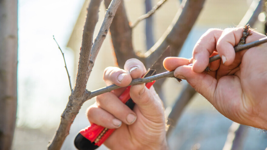 Kako uzeti i čuvati voćne plemke?