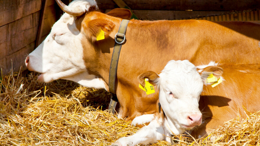 Zaštitite stoku od visokih temperatura - krava može upoloviti proizvodnju mlijeka