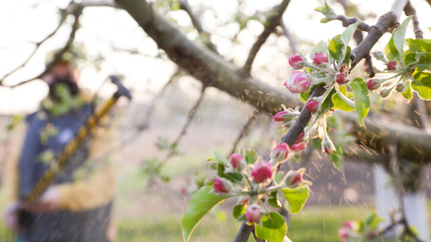 Preporuke uoči mraza – zaštite zasade voća koliko je moguće