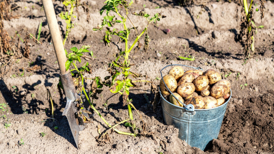 Usevi krompira i dalje na udaru moljca, kako sprečiti nastanak štete?