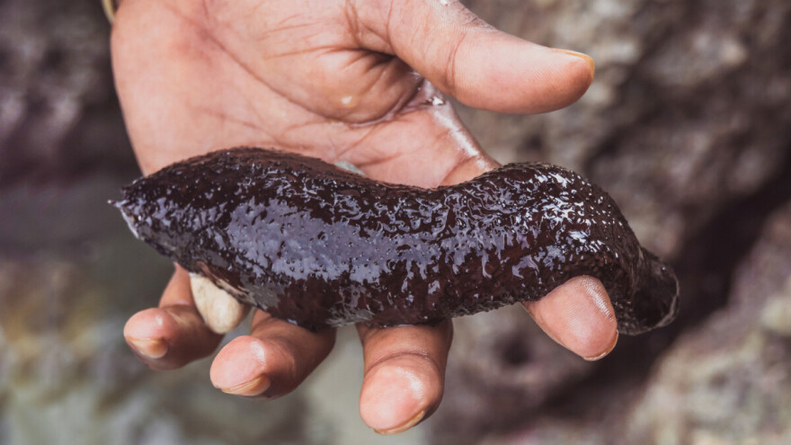 Bez dozvole, a i lovostaj je: 23-godišnjak izlovio 180 kilograma morskih trpova