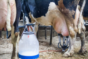 Otkupne cijene mlijeka u padu, ali i dalje među najvišima u EU?