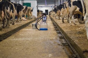 Mljekari položili ispit: Proizvodnja stabilna, kaže statistika