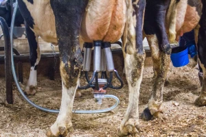Godišnja proizvodnja mleka u Srbiji iznosi oko 1,4 milijarde litara