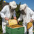 Prva vrcanja zadovoljila očekivanja pčelara - kupci rezervišu med
