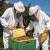 Otvoren poziv za pčelare - 1.000 dinara po košnici