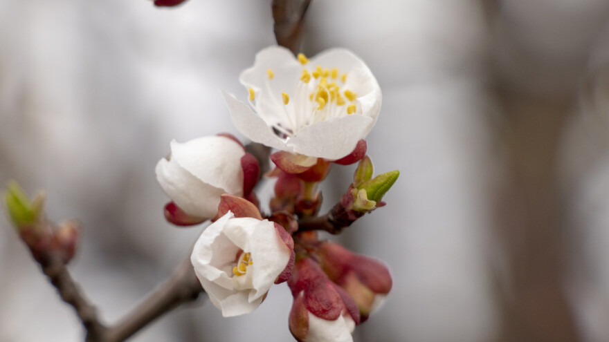 Voće lista i cveta u novembru - šta uraditi da ih sačuvamo?