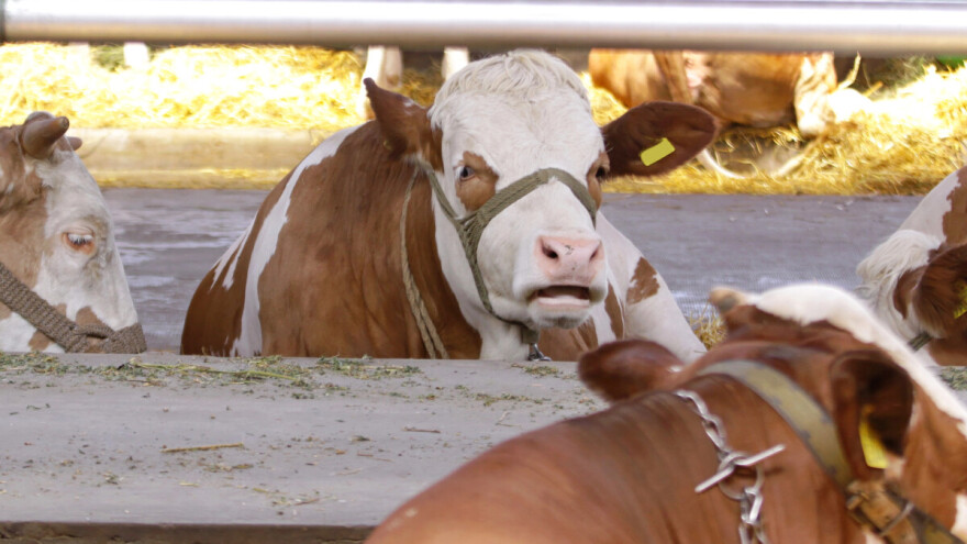 Rekordna uzgojna vrednost: Simentalsko tele prodato za 38.000 evra