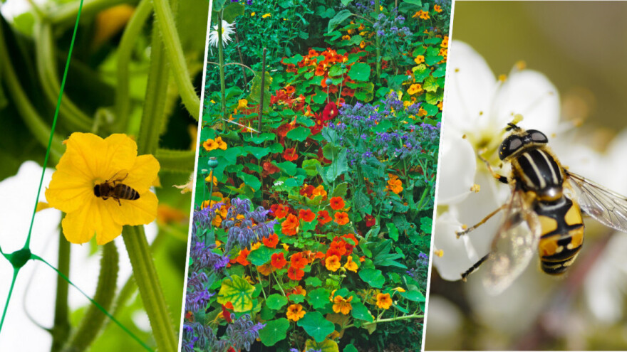 U vrtu i voćnjaku: Kako privući oprašivače za dobru rodnost?