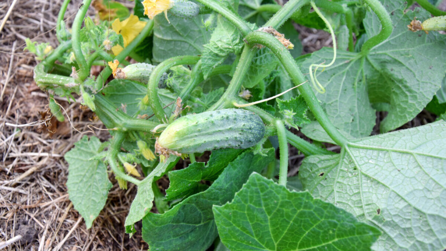 Kako uzgajiti krastavce na balama slame?