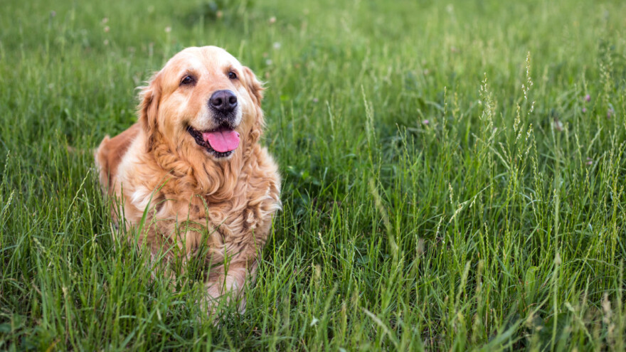 Otkrića: Ekstra devičansko maslinovo ulje dobro i za pse?
