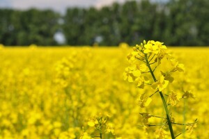 Dlakava uljana repica mogla bi otjerati buhače?