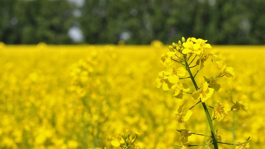 Dlakava uljana repica mogla bi da otera buhače?