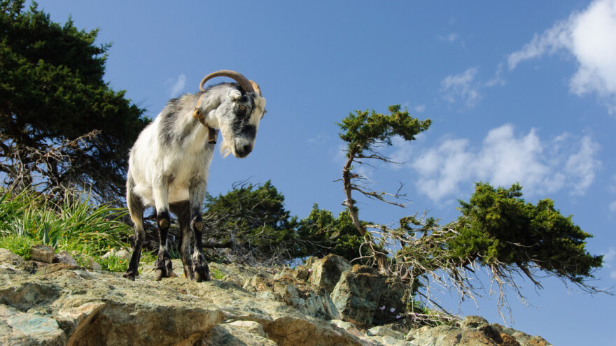 Divlje koze zaražene Q groznicom haraju našim otokom