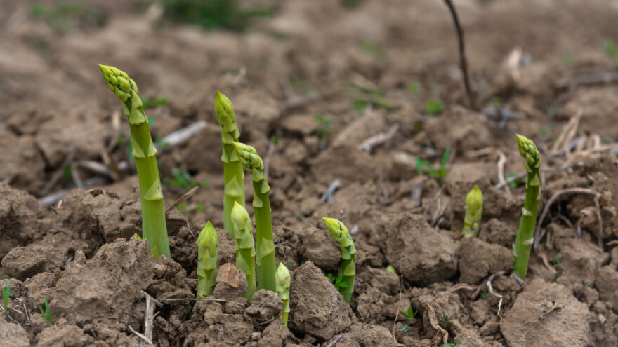 Kako i kada posaditi šparoge?