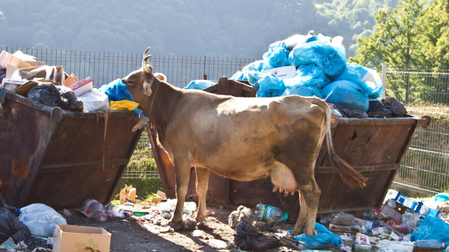"Ova godina je kritična": Šta danas možemo učiniti?