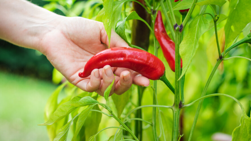 Novi projekat i metode uzgoja spas su za mađarske proizvođače ljute paprike