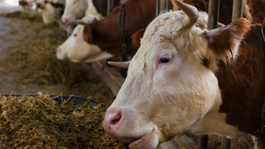 Ishrana krava: Aditiv koji smanjuje emisije metana dobio zeleno svetlo