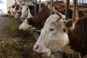 Od biloškog otpada mogu se stvoriti kvalitetne komponente za ishranu životinja