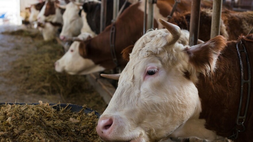Od biloškog otpada mogu se stvoriti kvalitetne komponente za ishranu životinja