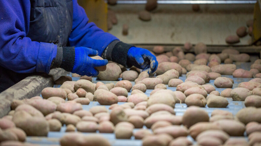 Poraz za škotske poljoprivrednike: Nakon Bregzita zabranjen izvoz semenskog krompira u EU