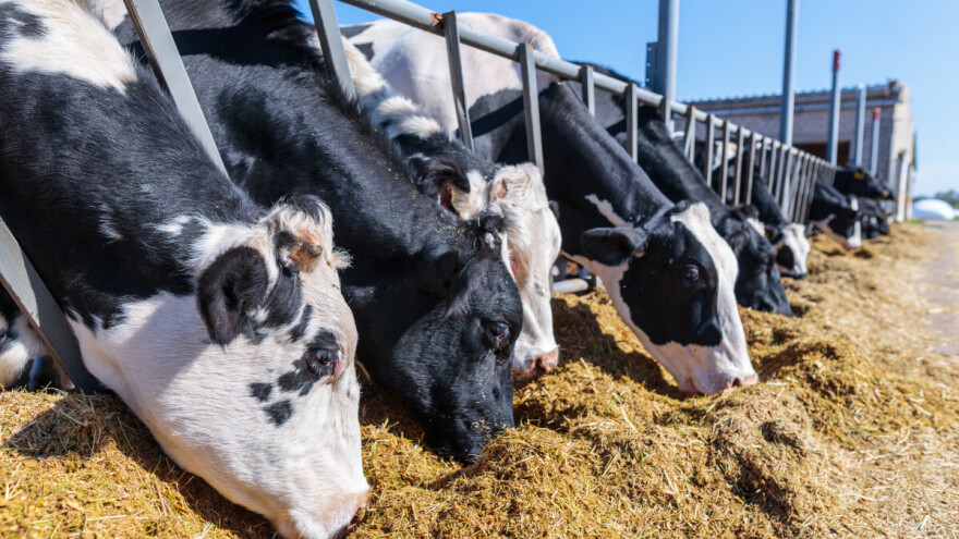 Kako zeolit utiče na zdravlje krava i teladi?