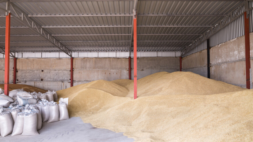 Kukuruz ima silazni trend, pšenica trenutno 24 dinara za kilogram