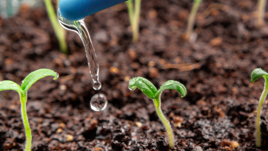 Voda iz slavine nije pogodna za zalijevanje rasada