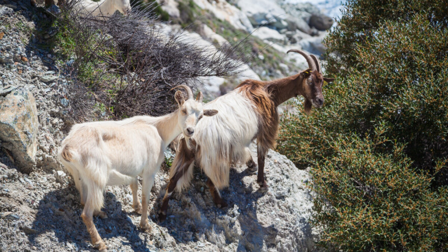 Poklanjaju koze jer ih je na otoku šest puta više nego stanovnika