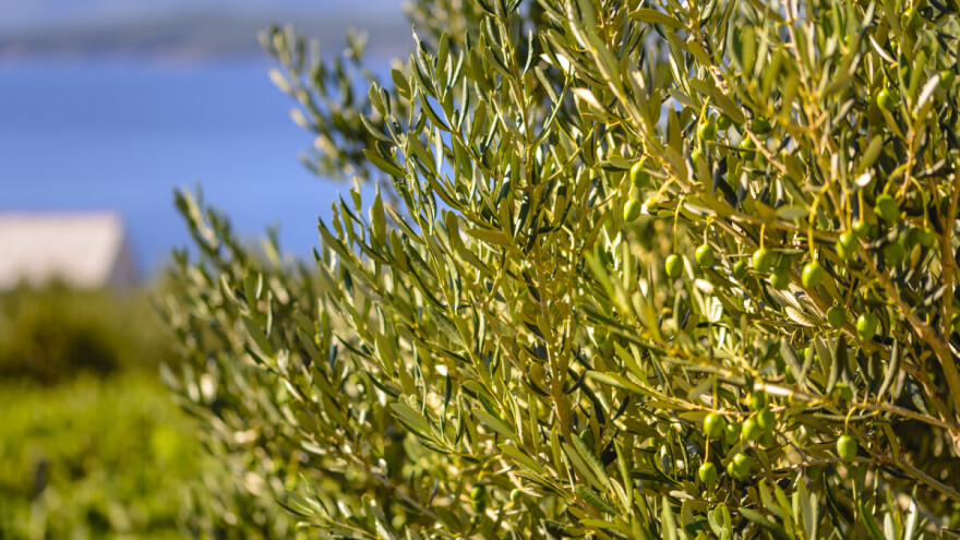Zaštita masline od posolice, četiri savjeta stručnjaka