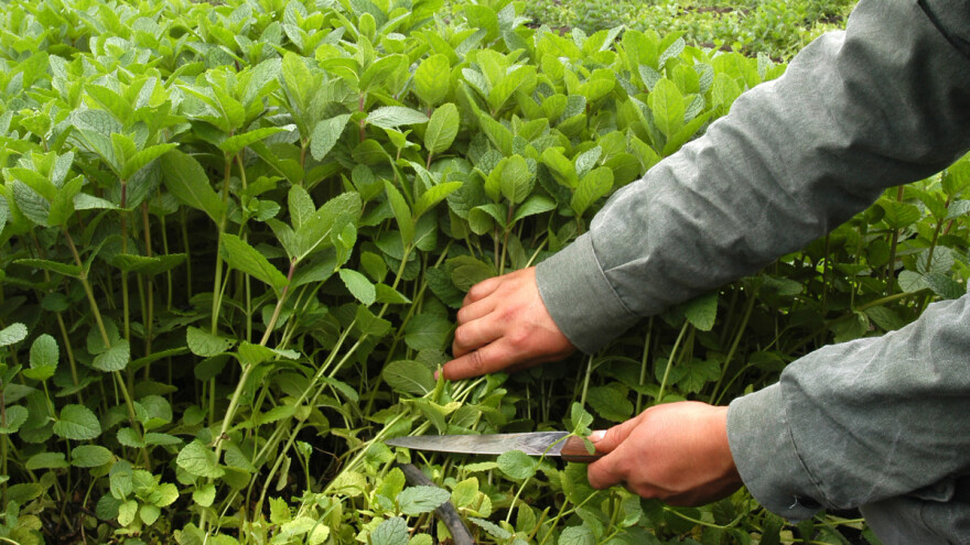 Srbija pogodna za intenzivno gajenje lekovitog bilja - iskorišćena tek sedmina mogućnosti