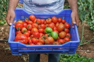 Izvoz organskih proizvoda 57,4 miliona evra - više od 7.000 proizvođača