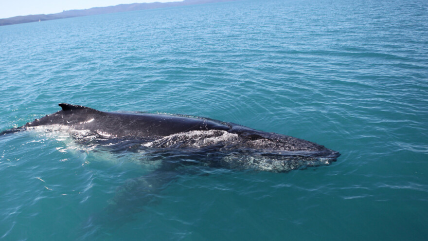 Institut Plavi svijet pohvalio građane: I dalje nam šaljite dojave o kitovima i drugim predatorima