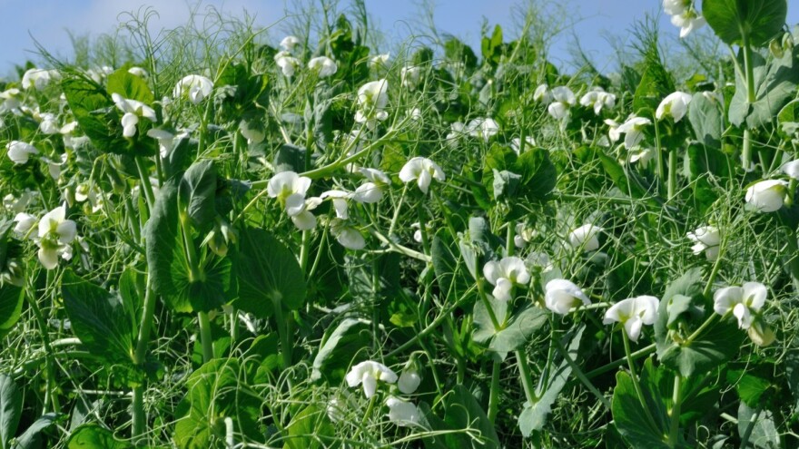 Bliži se sjetva stočnog graška - ne traži velika ulaganja, a obogaćuje tlo azotom