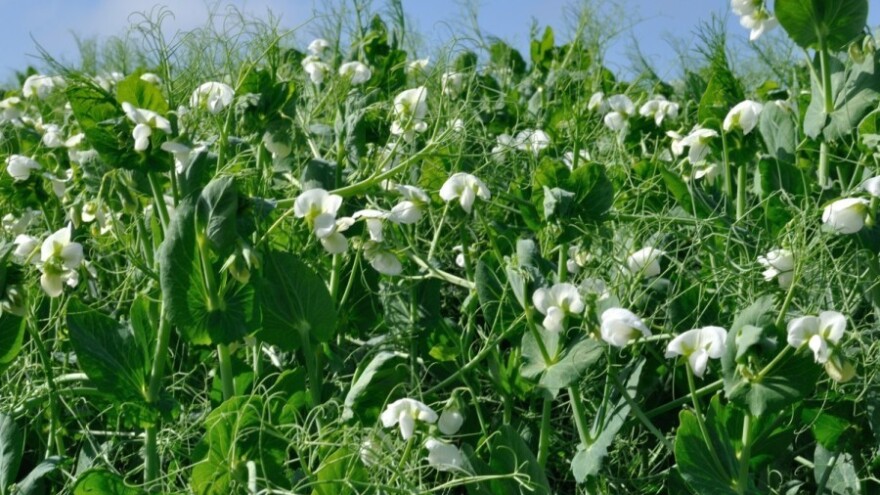 Stočni grašak zahtijeva minimalnu upotrebu gnojiva - kako ga koristiti?