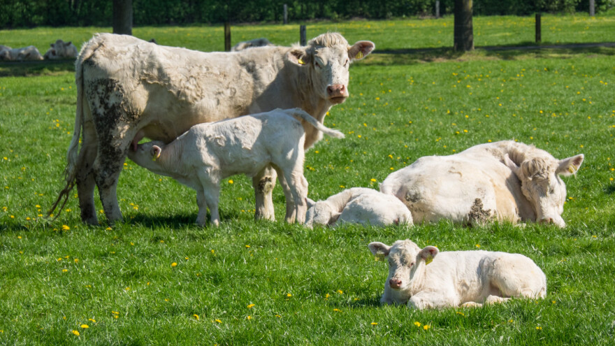 Rasa Ukermerker sve popularnija u uzgoju krava - tele