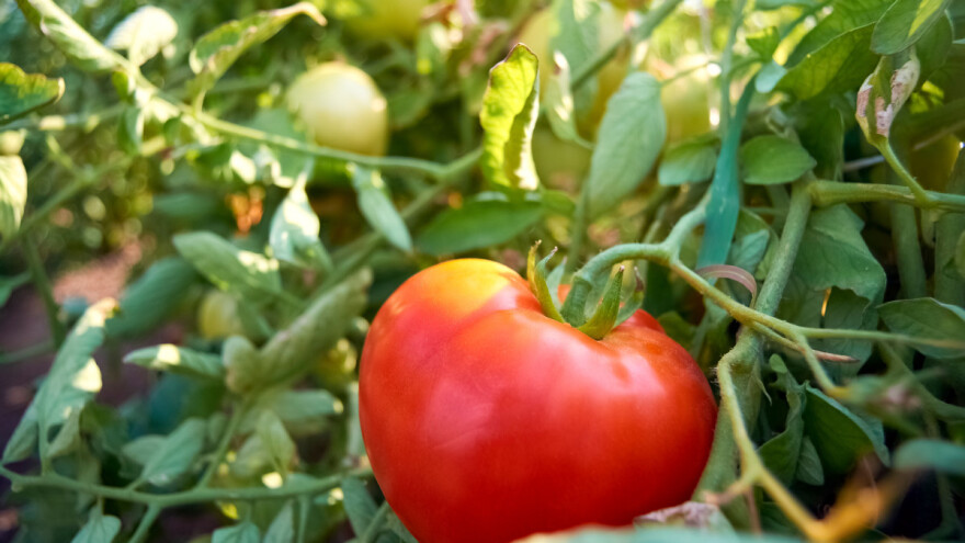 Razoran virus nađen u stakleničkoj proizvodnji paradajza u Bugarskoj